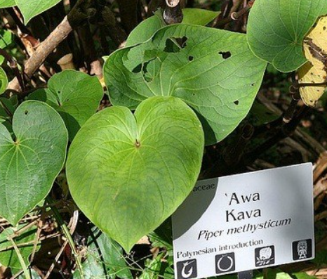 Kava-kava