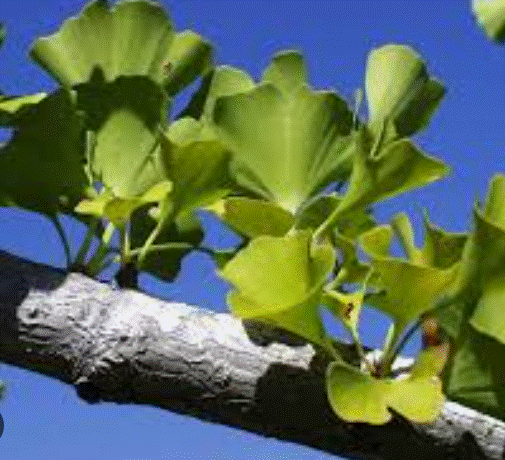 ginkgo biloba