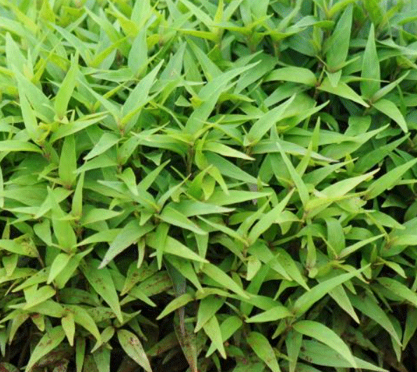 Anador ou Chambá