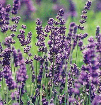Lavanda ou alfazema