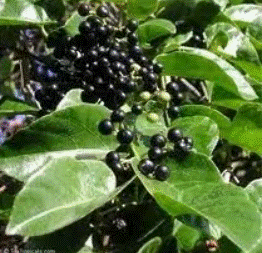 Insulina vegetal